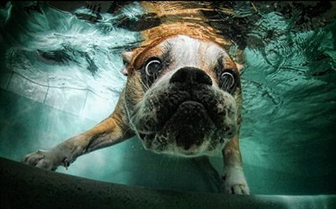 Dog underwater looking inquisitive