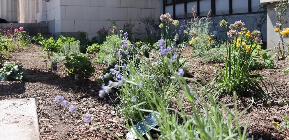 Plants in the native garden at Helena's Law and Justice Center.