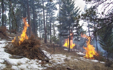 Piles of branches burning on hillside