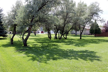 Green grass and trees at Pioneer Village Park.