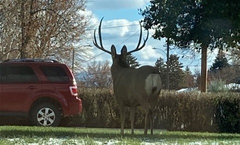 Deer standing on a lawn in front of a red vehicle.