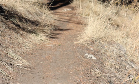 Dirt trail with grass on the edges